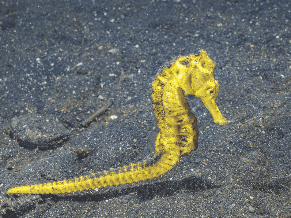 Lembeh 3