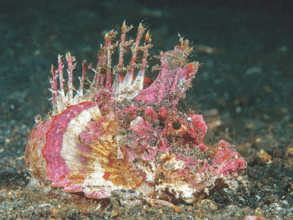 Lembeh 4