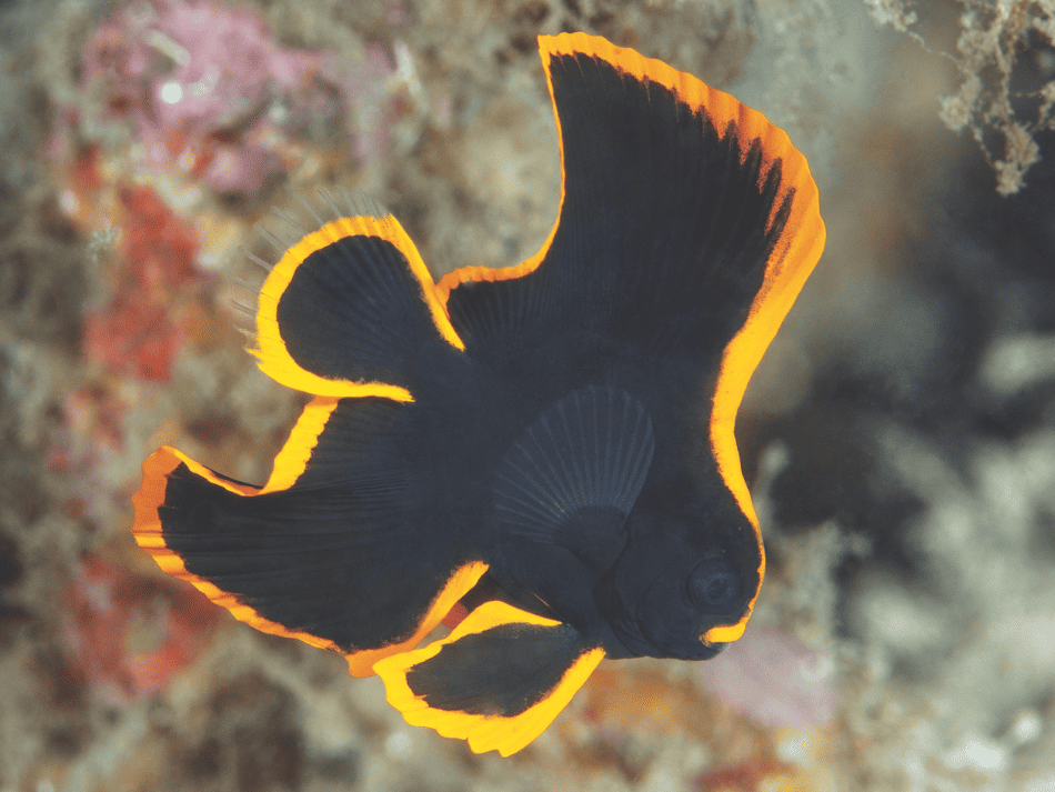 Lembeh 5