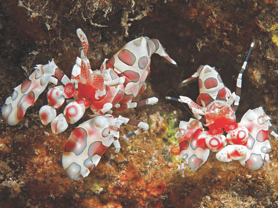 Lembeh 7