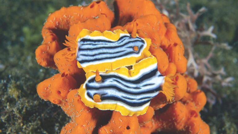 Deux nudibranches aux couleurs éclatantes explorent un récif corallien vibrant, illustrant la biodiversité marine.