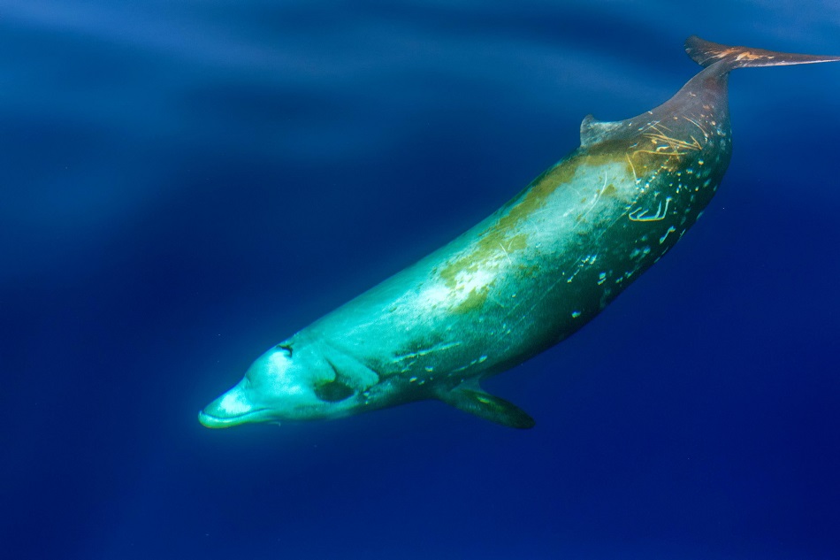 Goose beaked whale dolphin ziphius cavirostris ultra rare white underwater