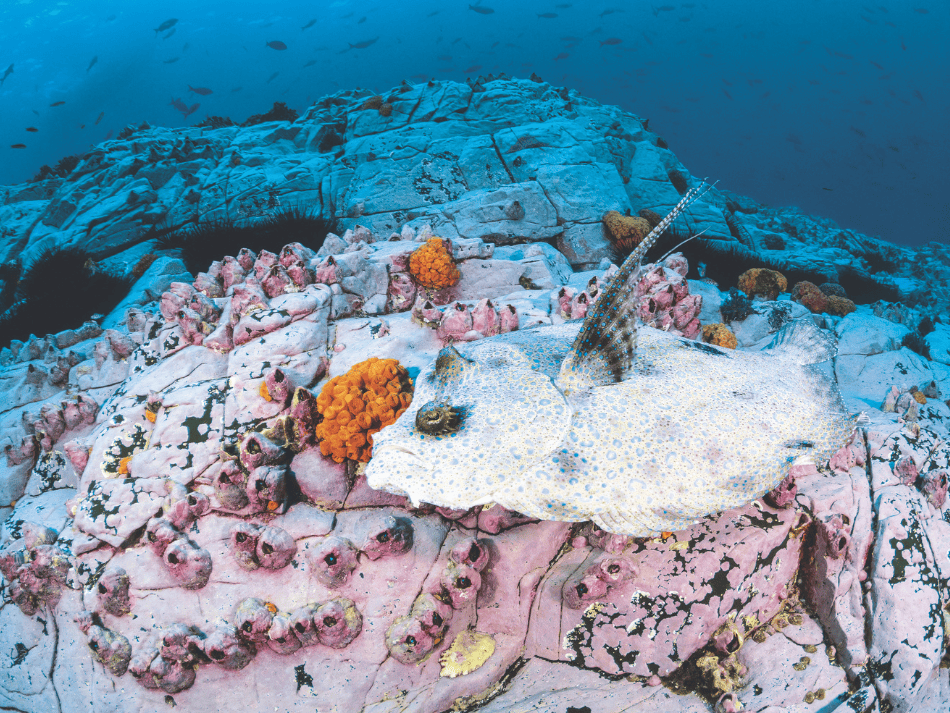 Malpelo (11)