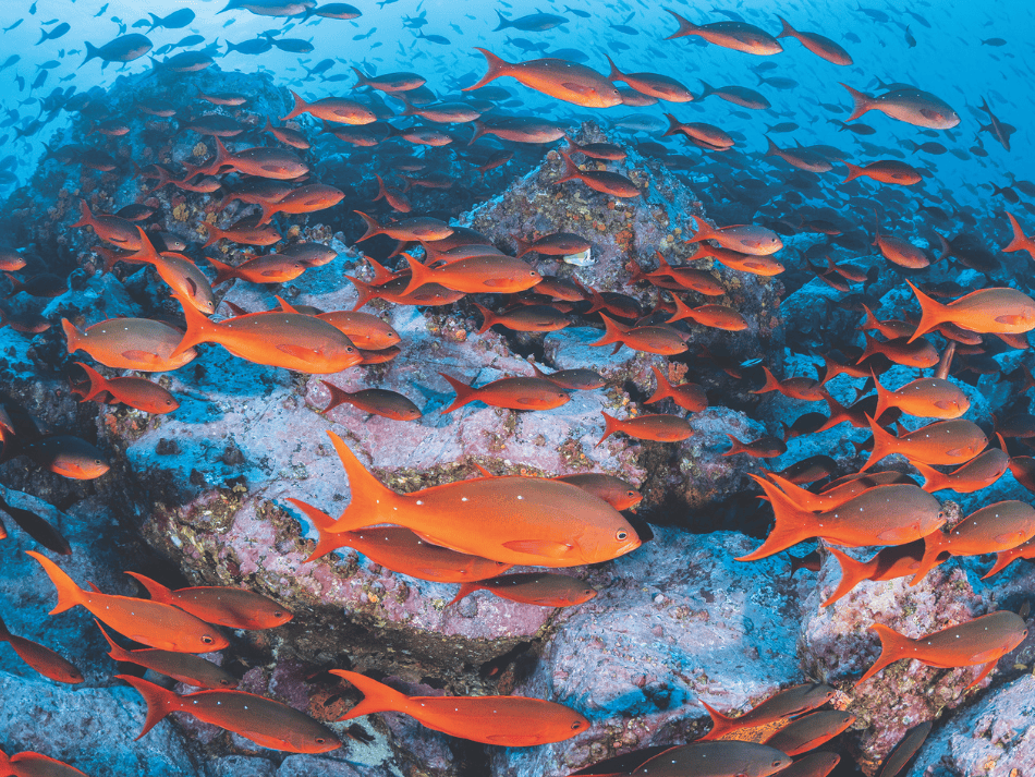 Malpelo (13)