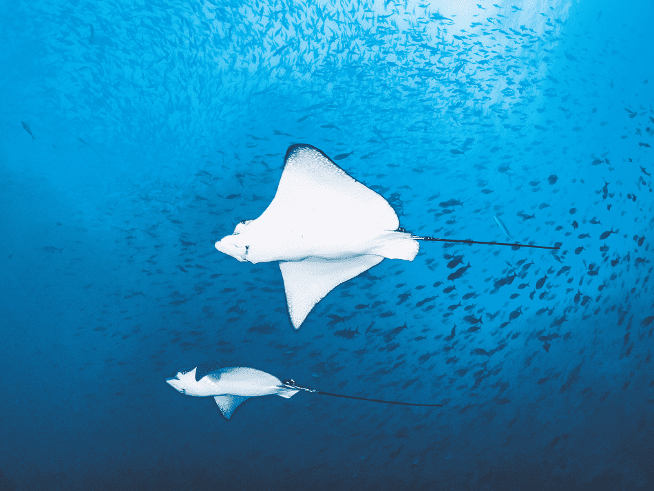Malpelo (14)