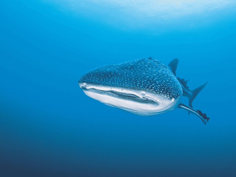 Malpelo (16)