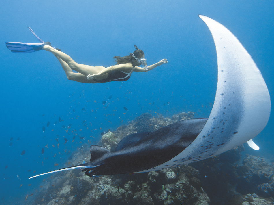 Manta (2)