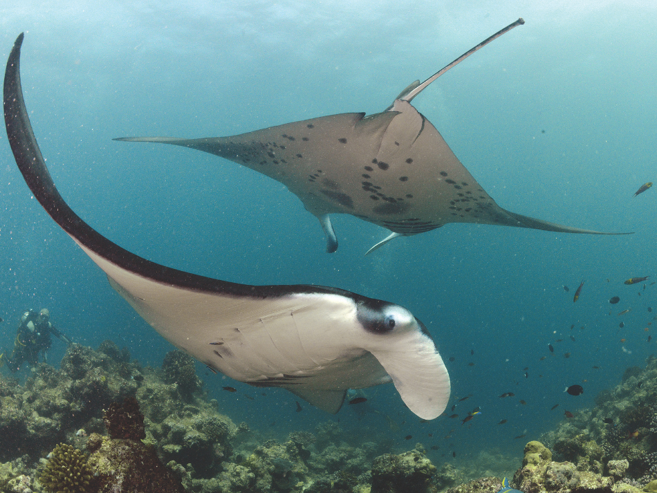 Manta (6)