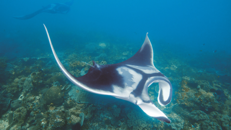 Manta couverture (2)