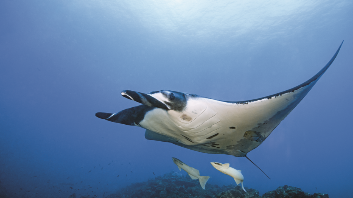 Manta couverture (3)