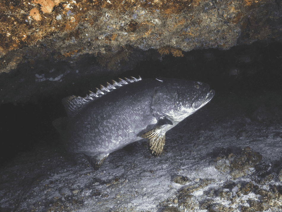 Mayotte (8)