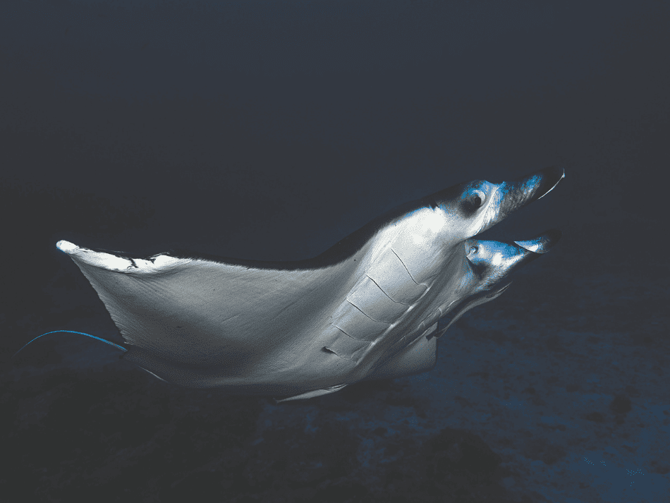 Mayotte (9)