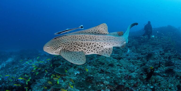 Un plongeur explore les eaux du Mozambique aux côtés d'un requin-zèbre majestueux, symbole de biodiversité marine.