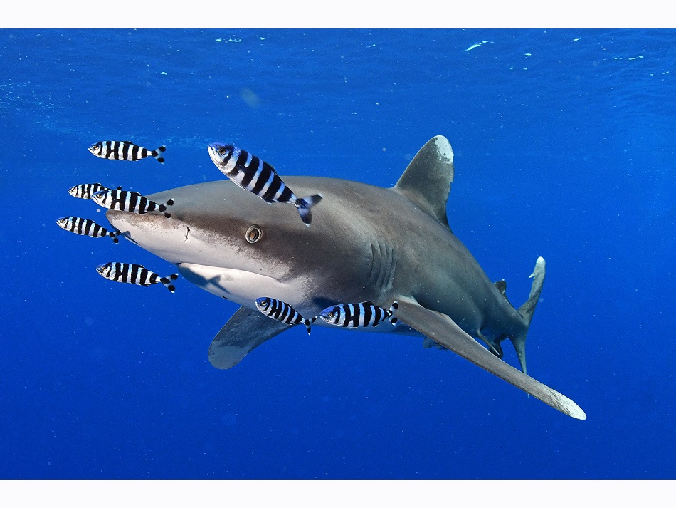 Nicolas barraqué egypte novembre 2018 requin longimanus dsc 4189 (202