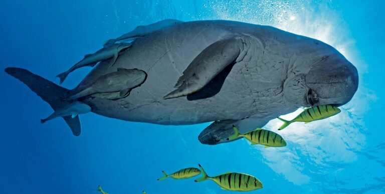 Un majestueux dugong nage paisiblement à Marsa Alam, entouré de poissons, illustrant la richesse de la biodiversité marine.