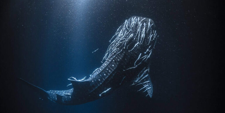 Un majestueux requin-baleine nage dans les profondeurs mystérieuses de Kolhumadulu, offrant une expérience de plongée inou...