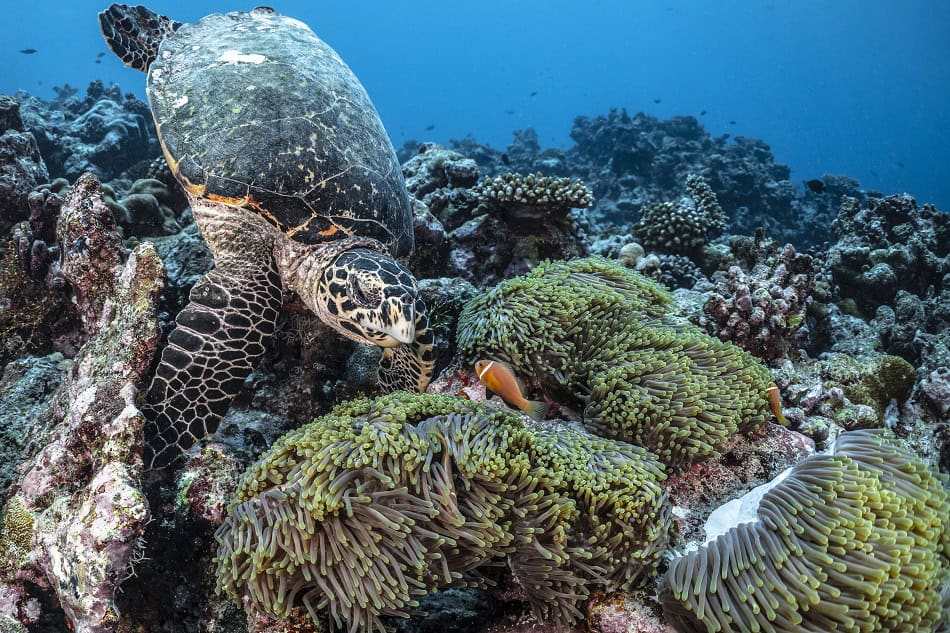 Plongez kolhumadulu maldives 62