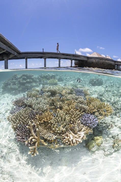 Plongez kolhumadulu maldives 64