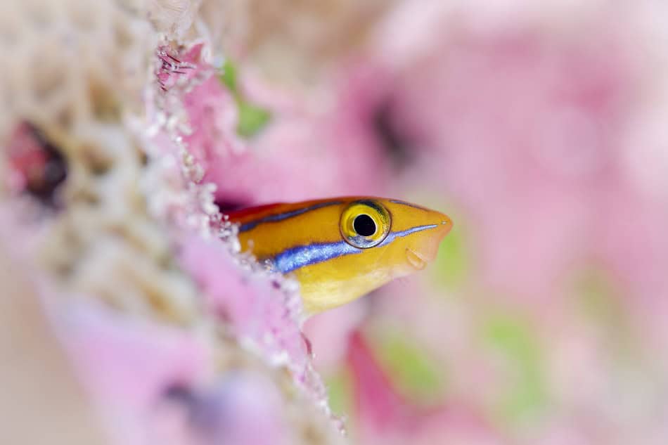 Plongez kolhumadulu maldives 66