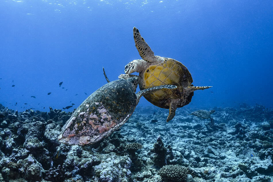 Plongez kolhumadulu maldives 7