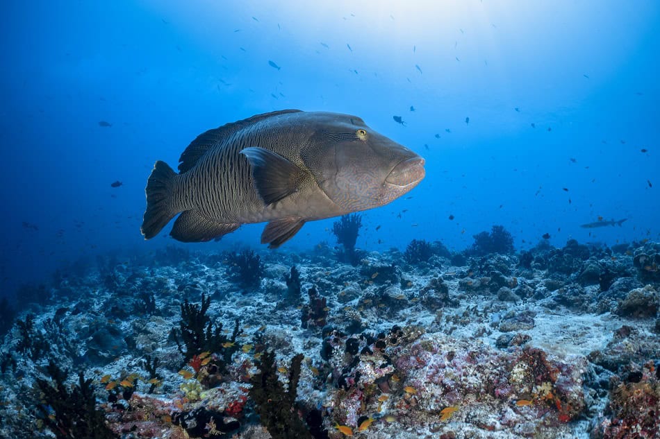 Plongez kolhumadulu maldives 70