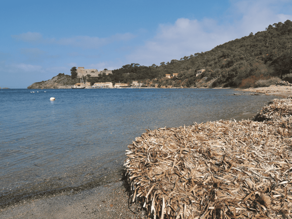Posidonie (1)