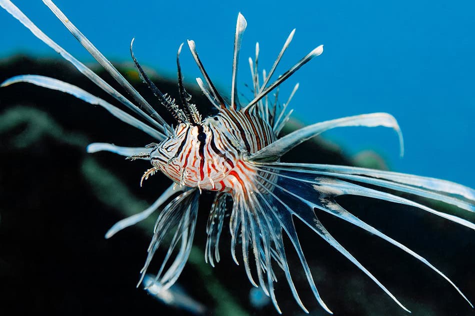 Rascasse volante, pterois volitans d2412 dominique barray