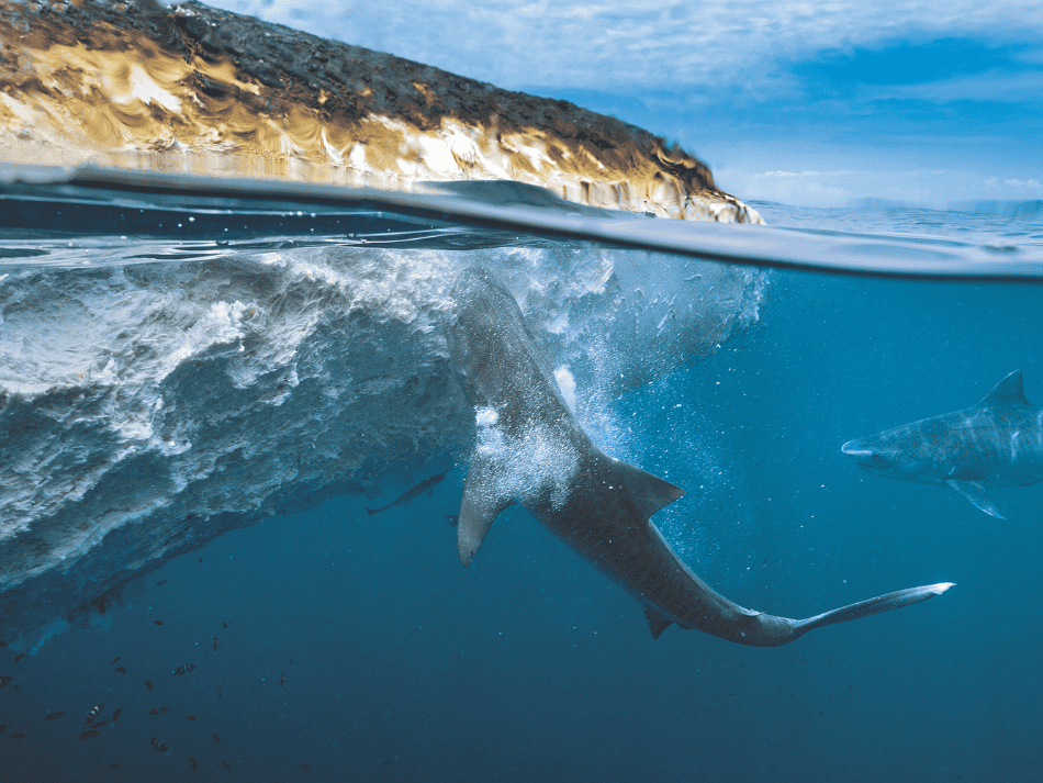 Requin tigre (1)