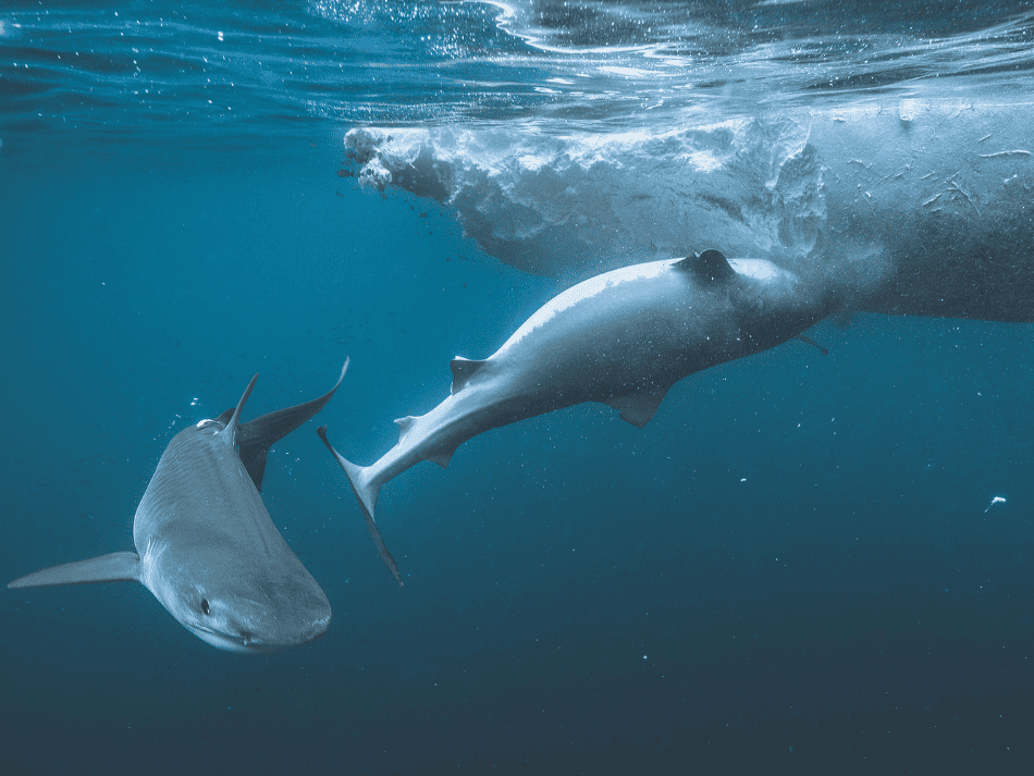Requin tigre (6)