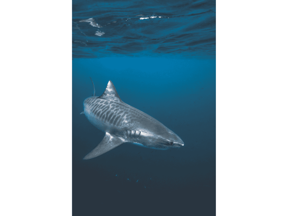 Requin tigre (7)