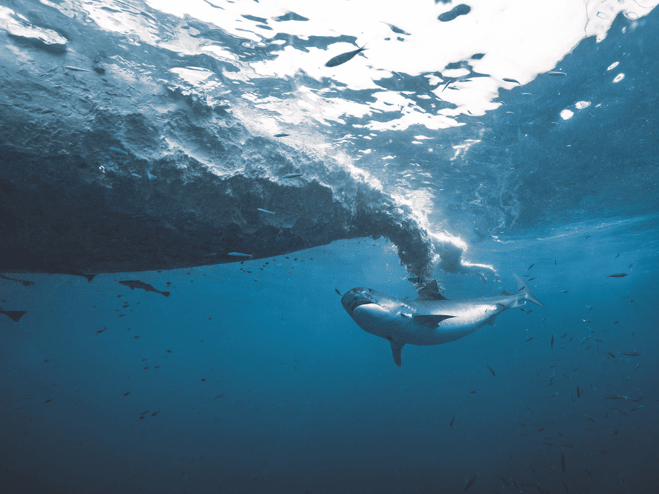 Requin tigre (8)