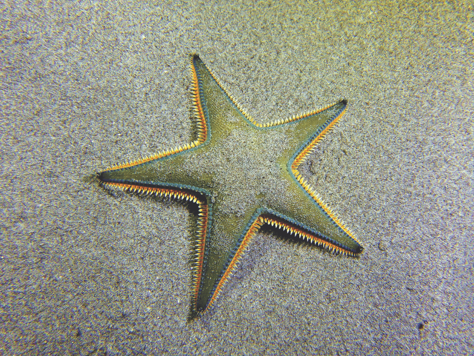 Sable (1)