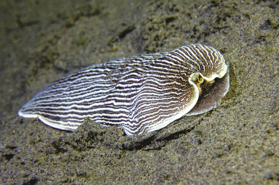 Sable