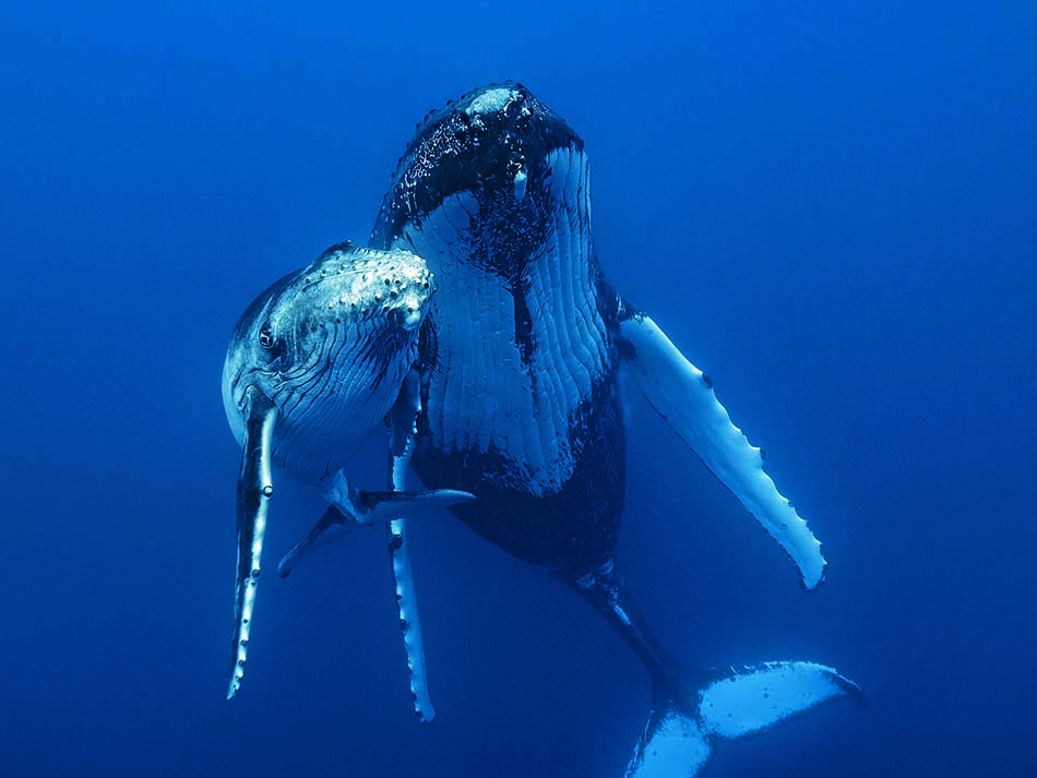 Baleine boris diaw
