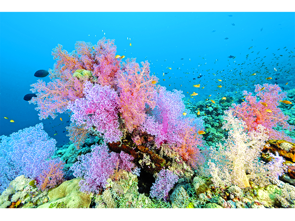 Corail mou