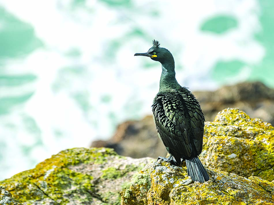 Cormoran
