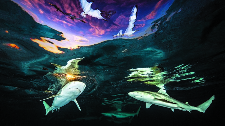 Requins et oiseaux se rencontrent dans une danse harmonieuse sous un ciel crépusculaire, illustrant la magie de l'écosystè...