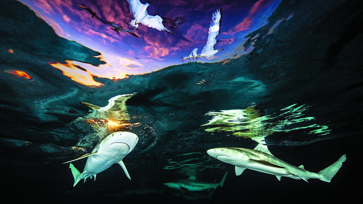 Requins et oiseaux se rencontrent dans une danse harmonieuse sous un ciel crépusculaire, illustrant la magie de l'écosystè...