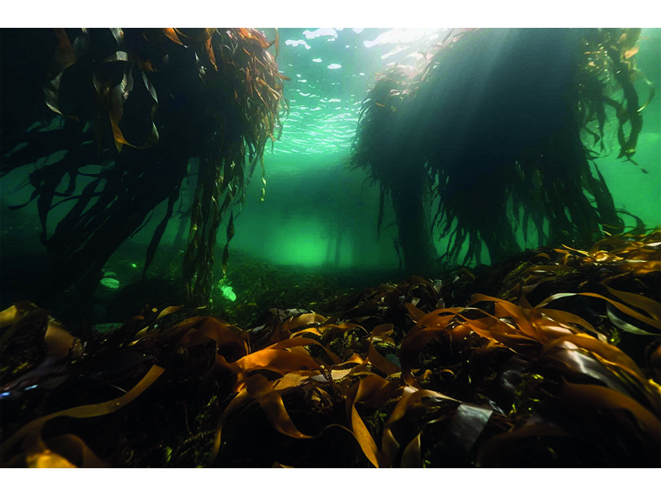 Jardins sous marins par marion moriceau