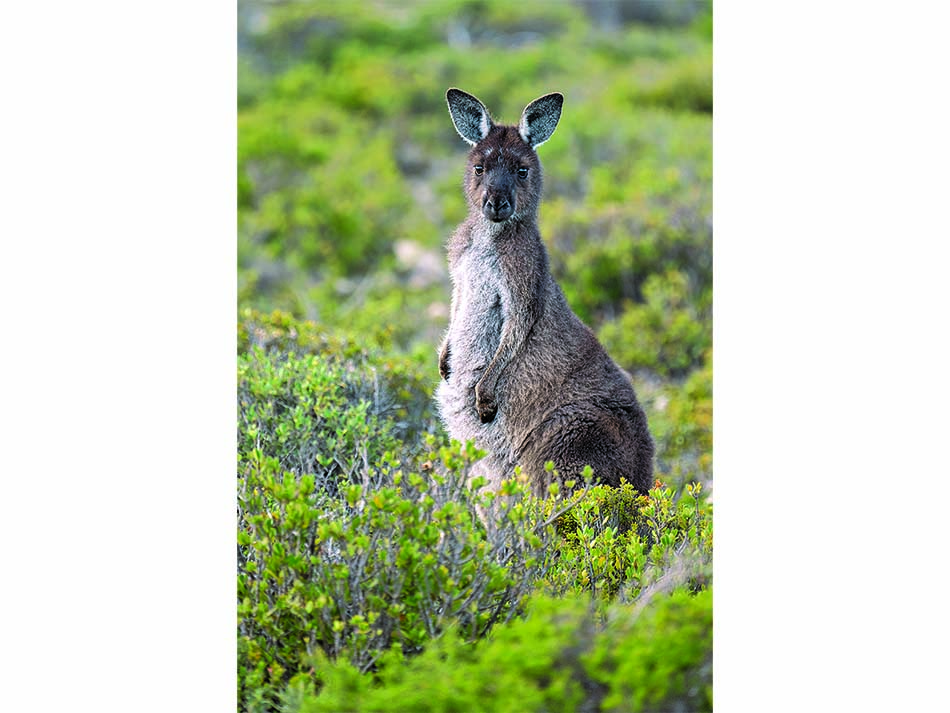 Kangourou
