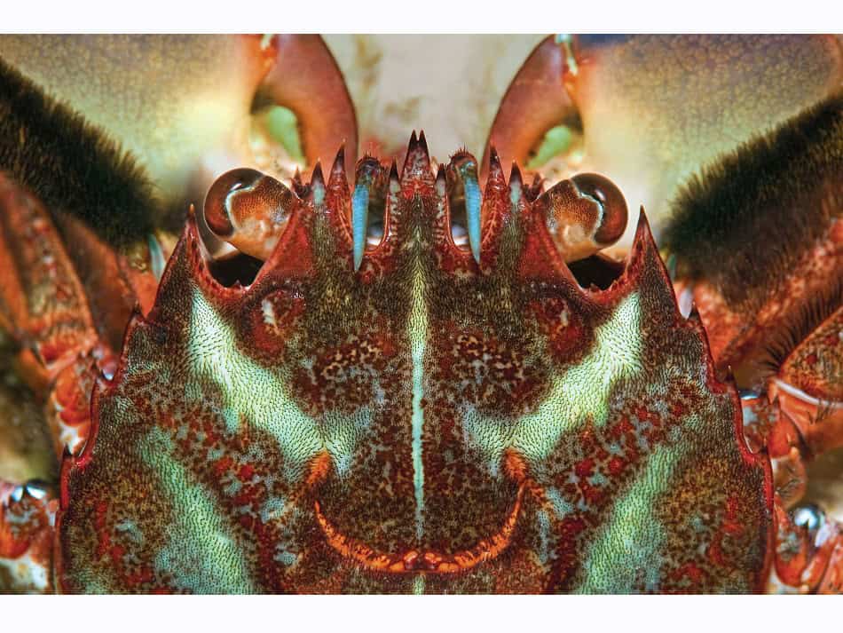 Les Crabes Dans Tous Leurs états 1