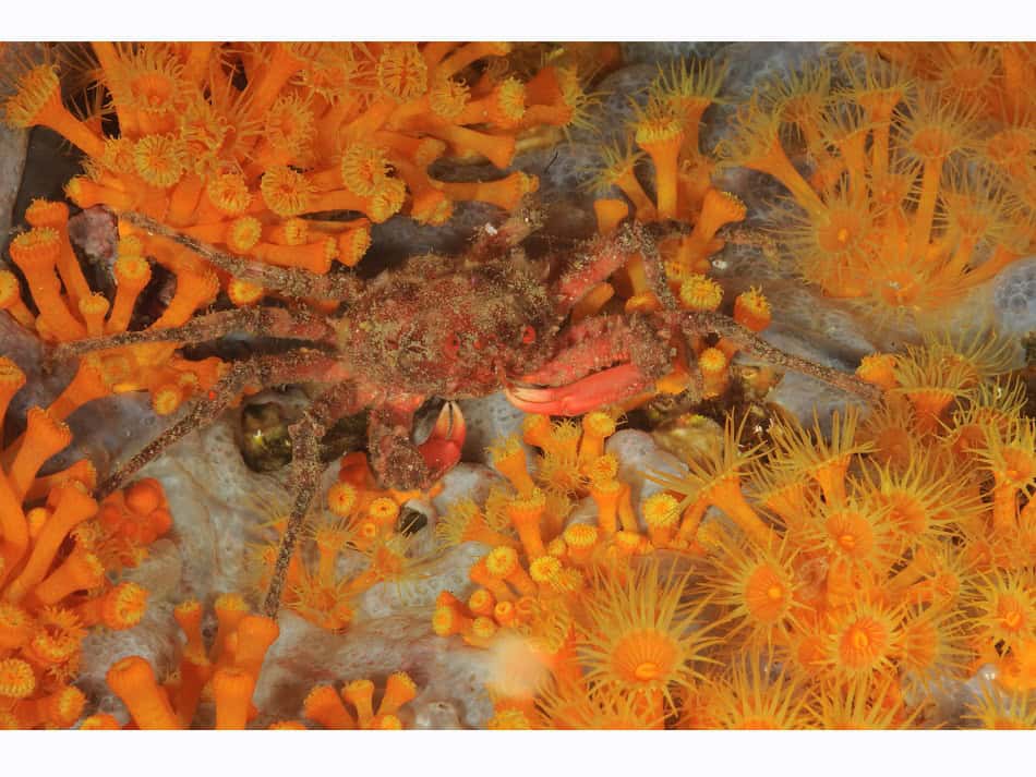 Les Crabes Dans Tous Leurs états 13