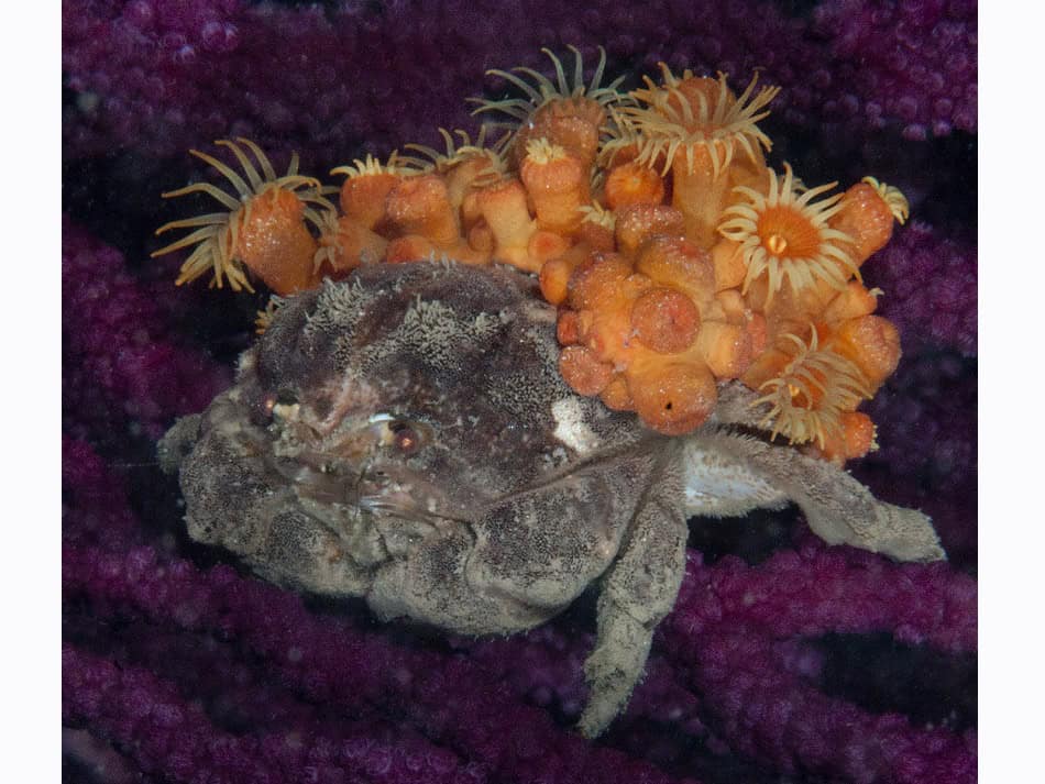 Les Crabes Dans Tous Leurs états 14