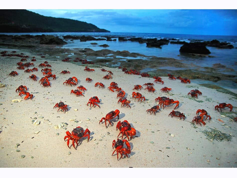 Les Crabes Dans Tous Leurs états 15