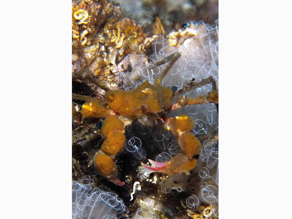 Les Crabes Dans Tous Leurs états 2