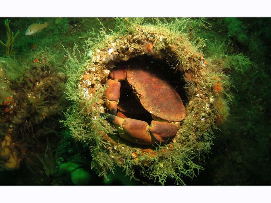 Les Crabes Dans Tous Leurs états 3