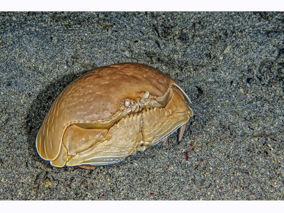 Les Crabes Dans Tous Leurs états 6