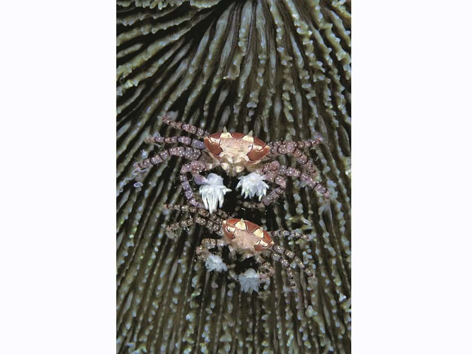 Les Crabes Dans Tous Leurs états 7
