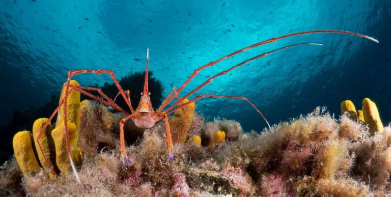 Un crabe-araignée élégant se faufile entre les coraux colorés, illustrant la biodiversité fascinante des récifs marins.