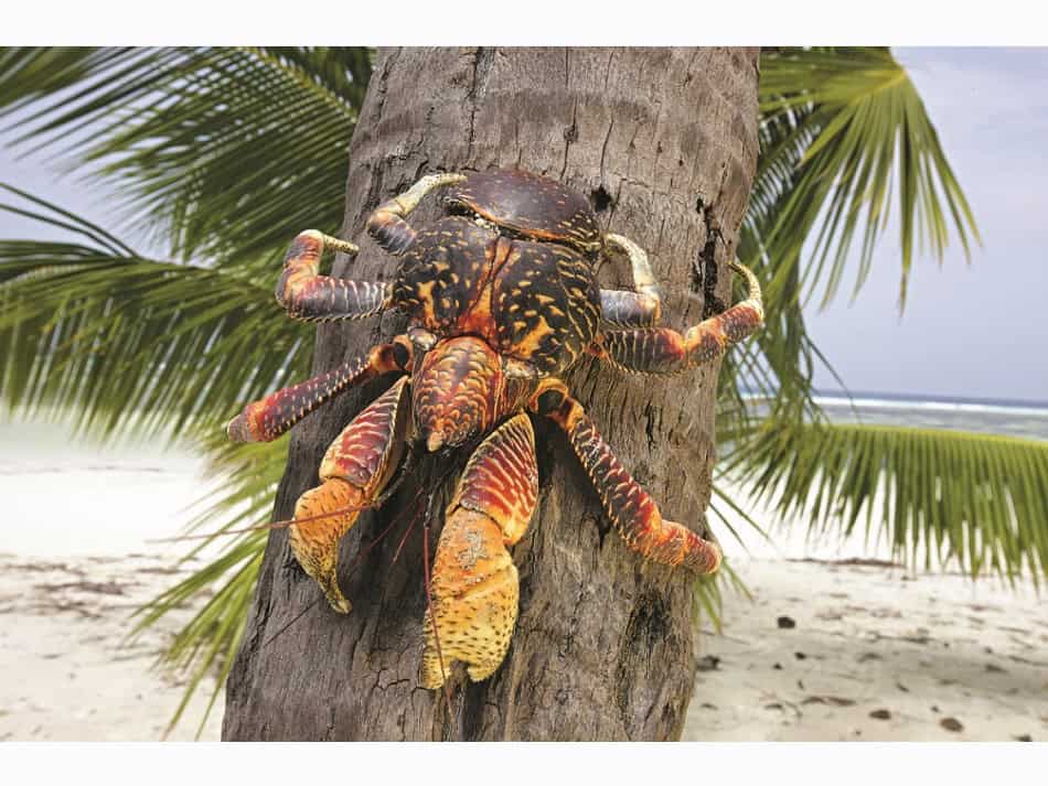 Les Crabes Dans Tous Leurs états 9